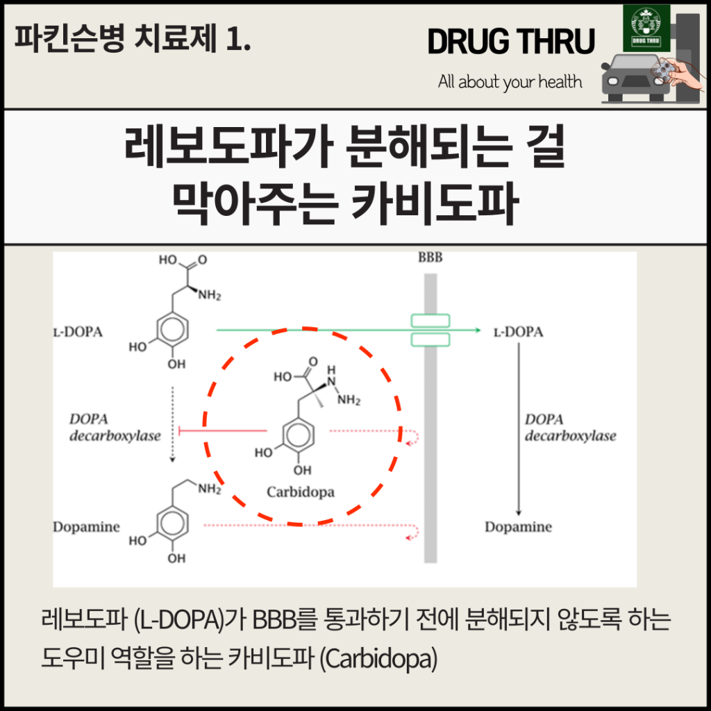 카르비도파의 역할