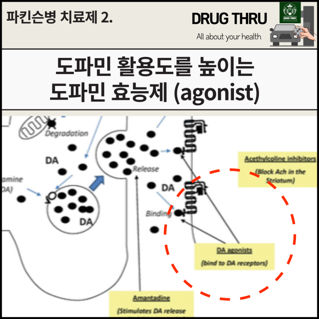 도파민 효능제 (agonist)
