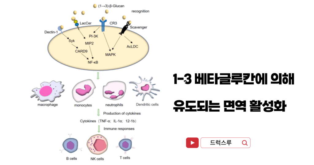 베타글루칸-영양제-13베타글루칸