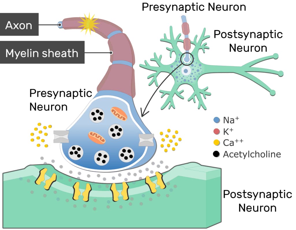 뇌-영양제-처방-콜린알포세레이트-아세틸콜린의-역할